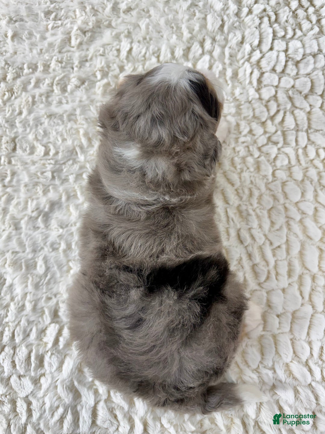 Mini Bernedoodle dogs for sale: Vince - Ad 5