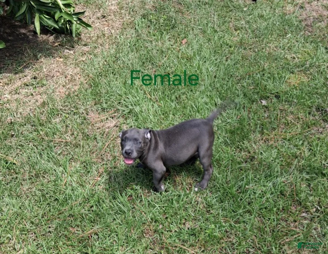 American Bully dogs for sale: American Bully 2 - Ad 2