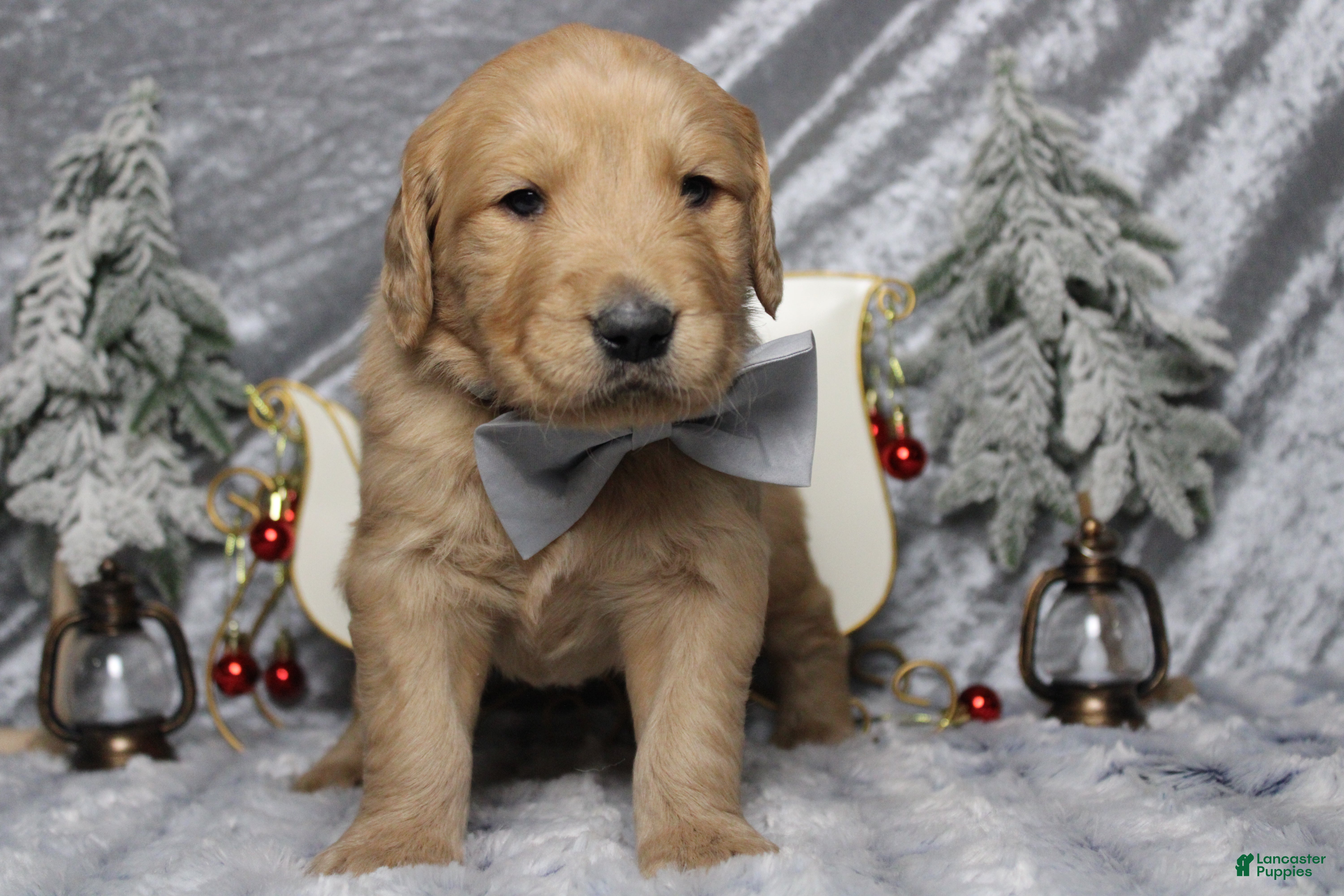 Golden Retriever dogs Frosty  - Ad 6