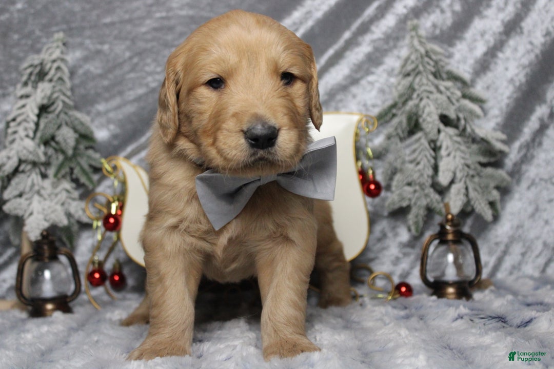 Golden Retriever dogs for sale: Frosty  - Ad 1