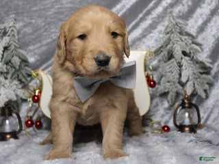 Golden Retriever dogs Frosty - Ad 6