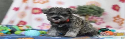 Miniature Schnauzer dogs for sale: Josiah - Ad 2