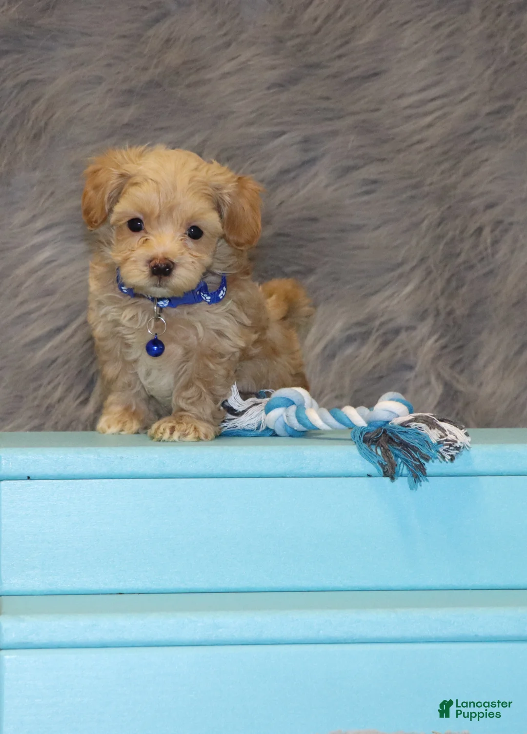 Havapoo dogs for sale: Asher 👨‍👨‍👦‍👦💞🐕 Miniature - Ad 6