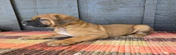 Cane Corso dogs for sale: AKC Viggo - Ad 2