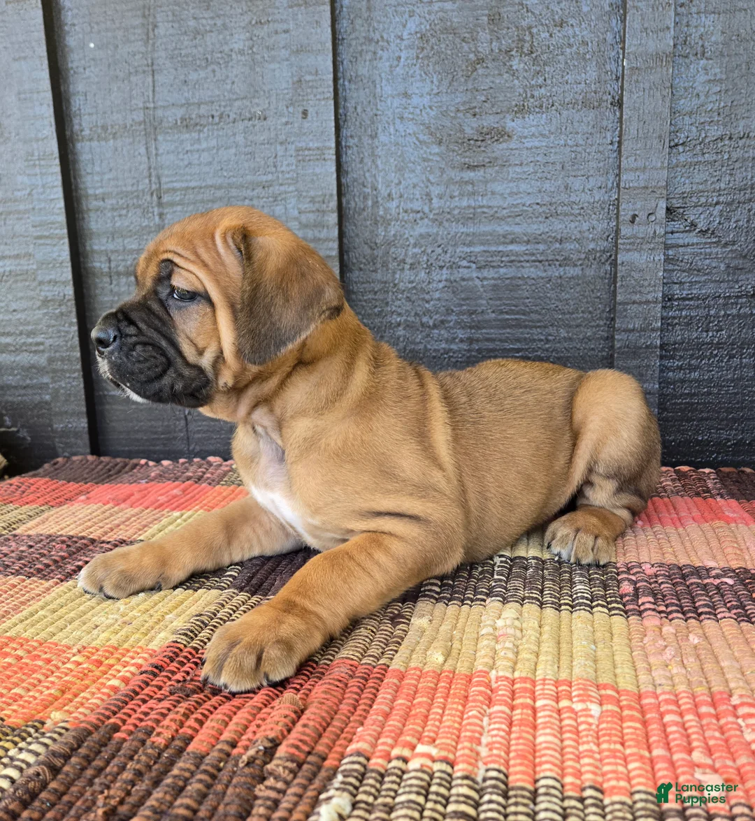Cane Corso dogs for sale: AKC Viggo - Ad 2