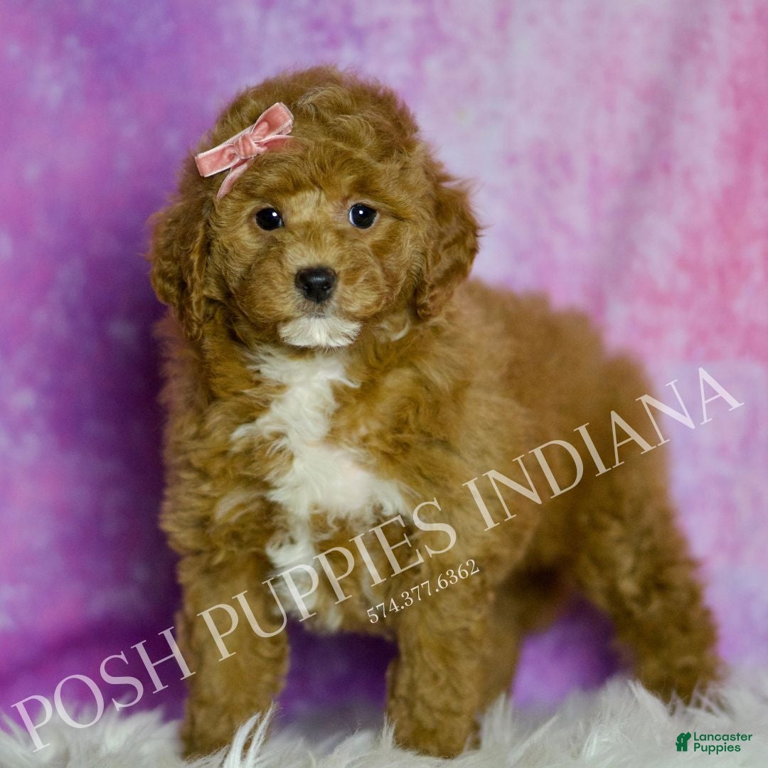 Mini Goldendoodle dogs Tulip - Ad 27