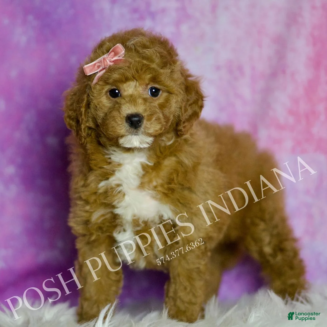 Mini Goldendoodle dogs for sale: Tulip - Ad 1