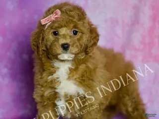 Mini Goldendoodle dogs Tulip - Ad 27