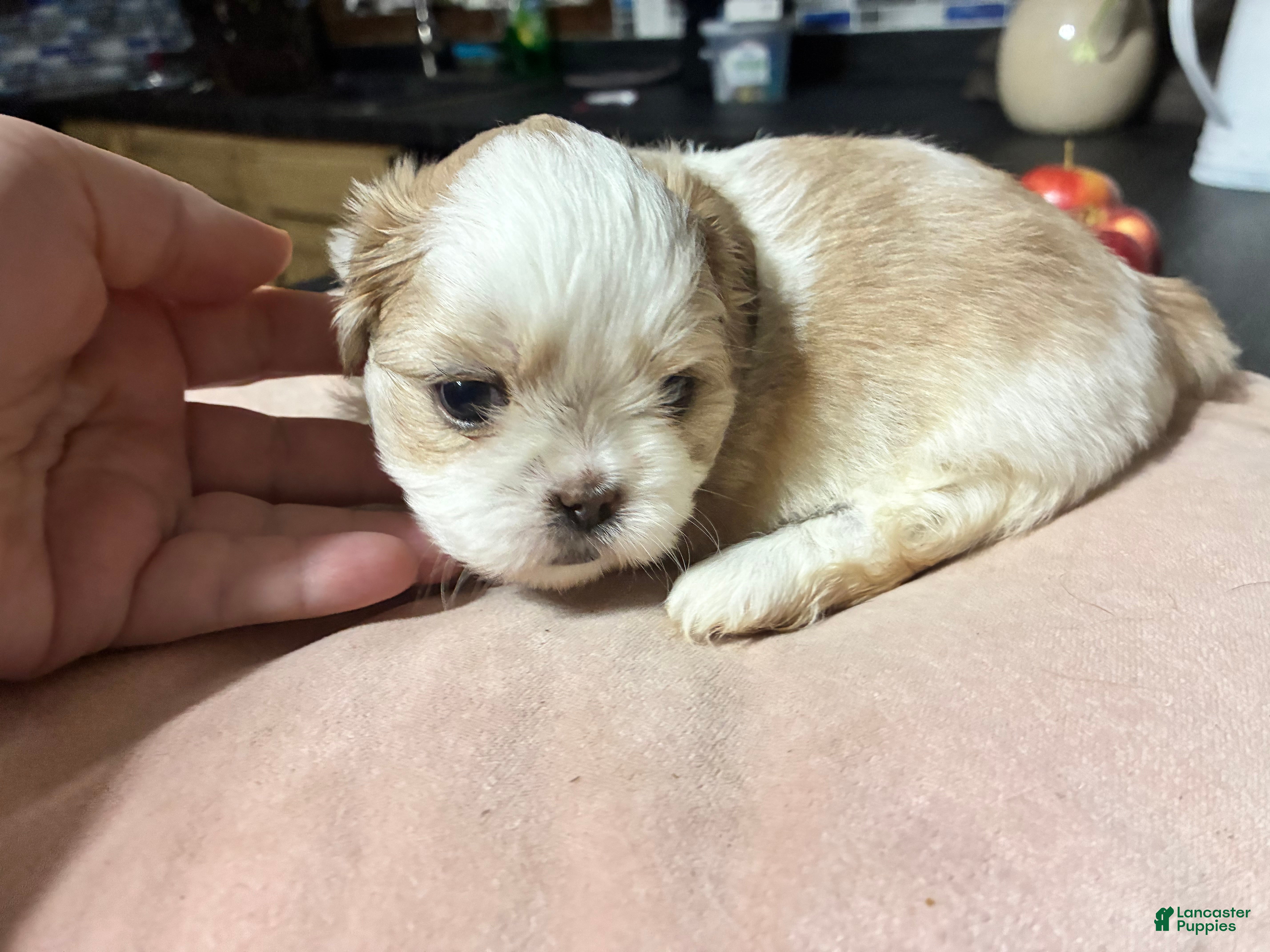 Shih Tzu dogs Shih Tzu 1 - Ad 4