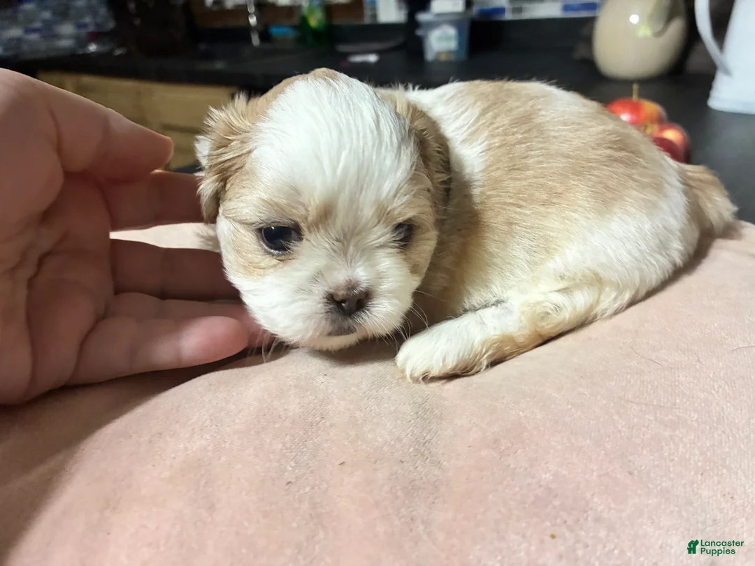 Shih Tzu dogs for sale: Shih Tzu 1 - Ad 1