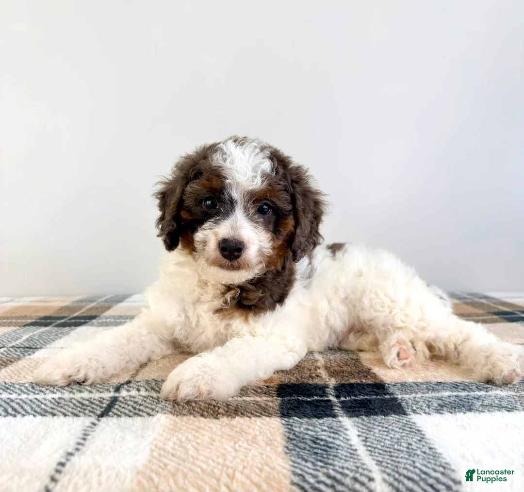 Bernedoodle dogs for sale: Margo - Ad 5