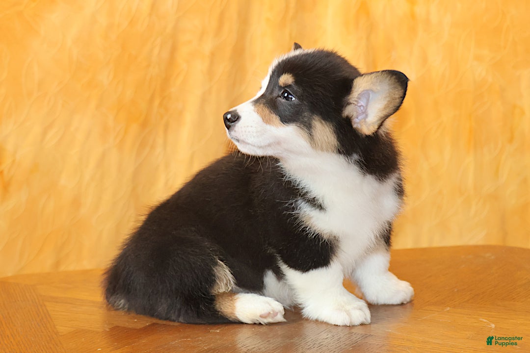 Welsh Corgi Pembroke dogs for sale: OFA Parents Farley - Ad 6