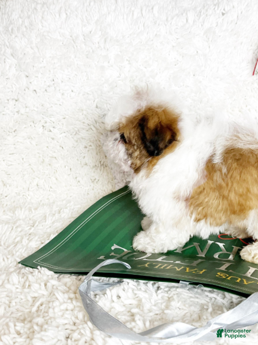 Shih Tzu dogs for sale: Penelope - Ad 4