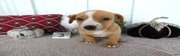Chorkie dogs for sale: Chorkie 3 Apena - Ad 3