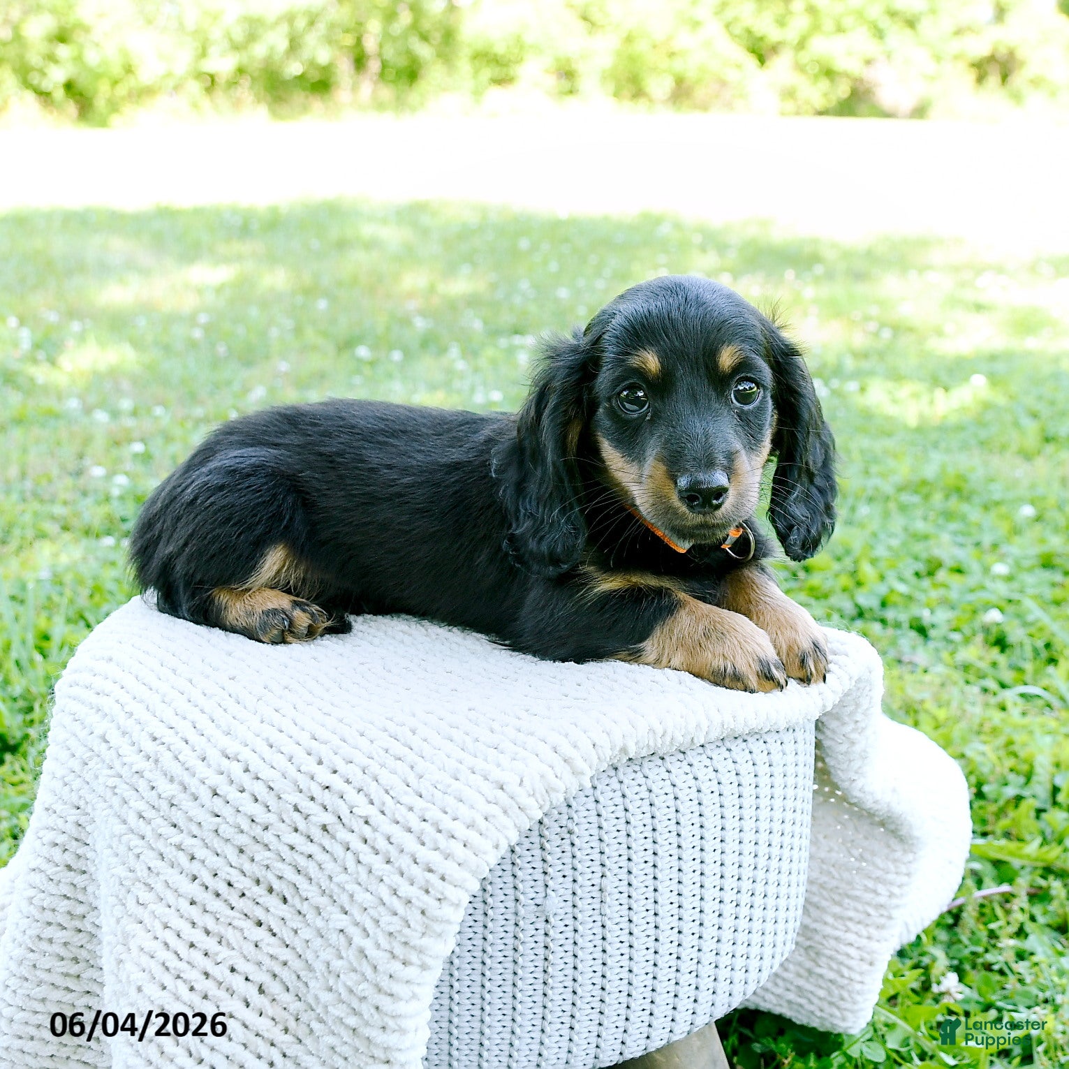 Miniature Dachshund dogs for sale: Davis - Ad 3