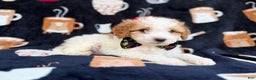 Cavapoo dogs for sale: Chevy - Ad 5