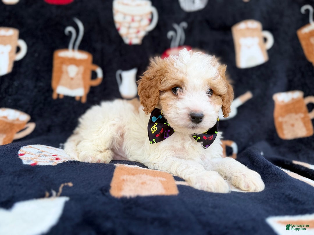 Cavapoo dogs for sale: Chevy - Ad 5