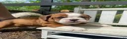English Bulldog dogs for sale: Beauty - Ad 8