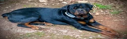 Rottweiler dogs for sale: Ruby - Ad 11