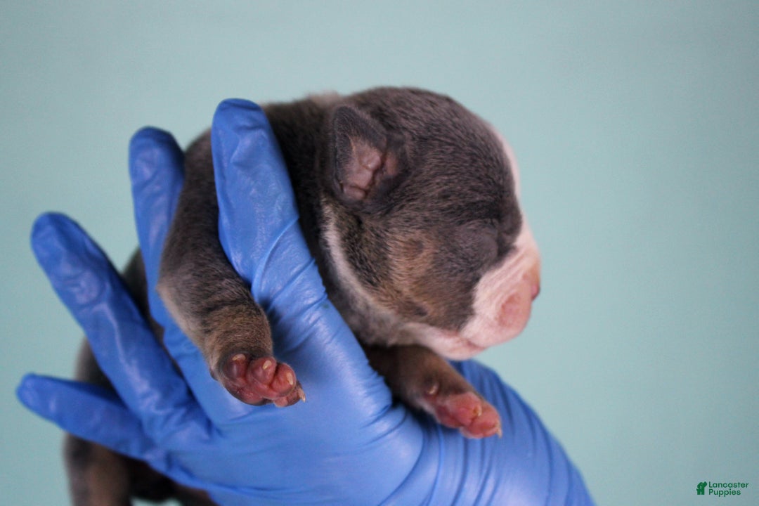 American Bully dogs for sale: Blue Tri Female - Ad 4