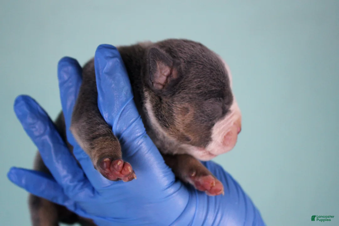 American Bully dogs for sale: Blue Tri Merle Female - Ad 8