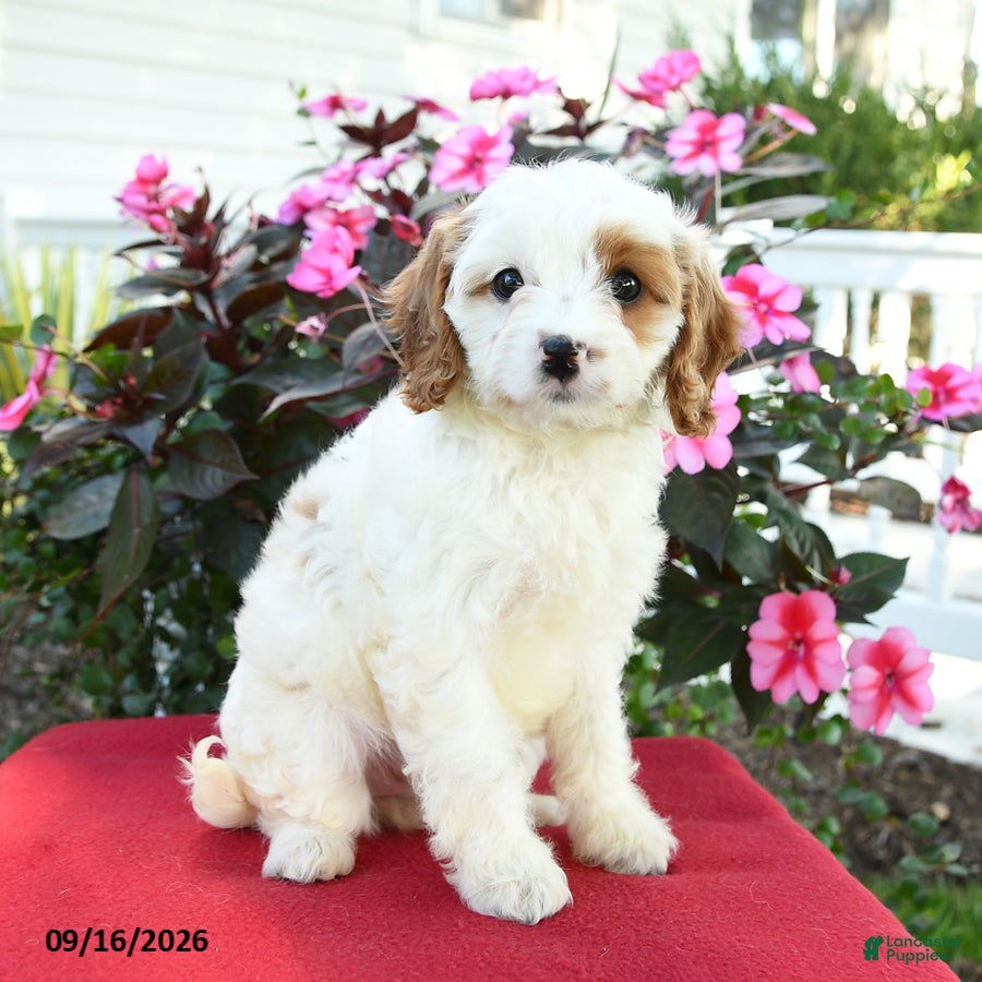 Cavapoo dogs for sale: Amy - Ad 1