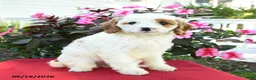 Cavapoo dogs for sale: Amy - Ad 1