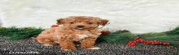 Toy Poodle dogs for sale: Jolly - Ad 3