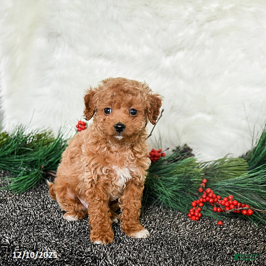 Toy Poodle dogs for sale: Jolly - Ad 3