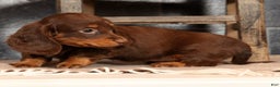 Miniature Dachshund dogs for sale: Alli - Ad 8