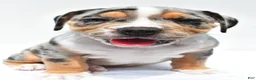 Beabull dogs for sale: Carson - Ad 1