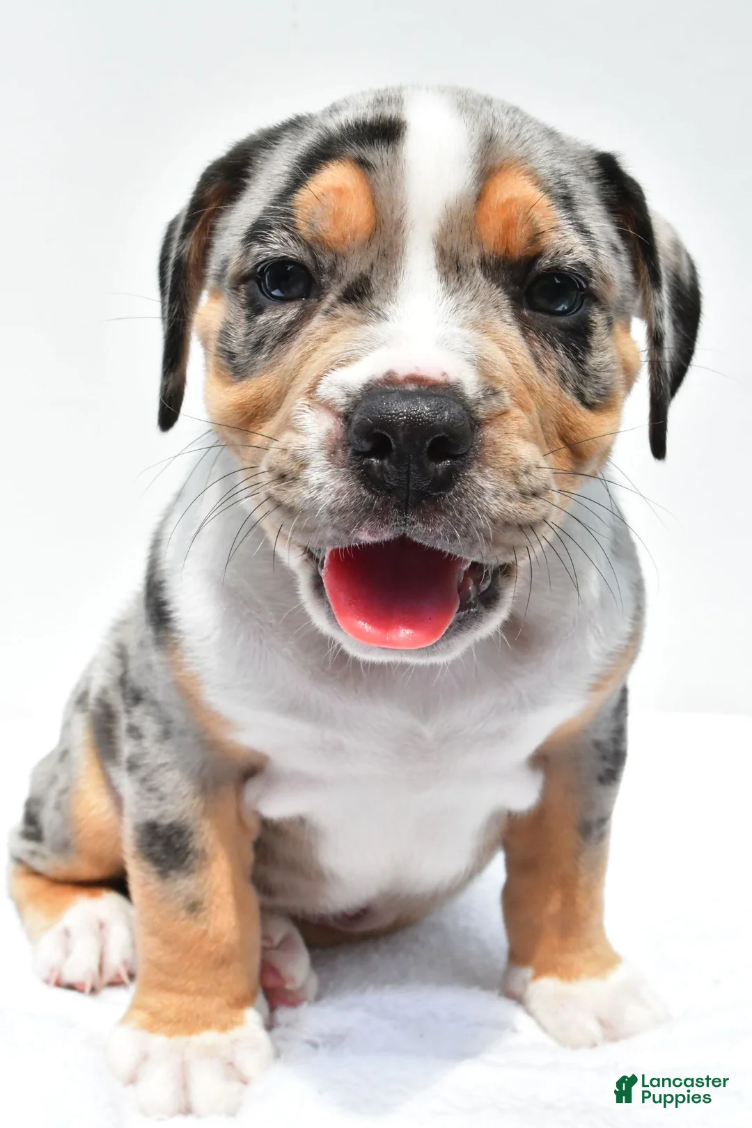 Beabull dogs for sale: Carson - Ad 1