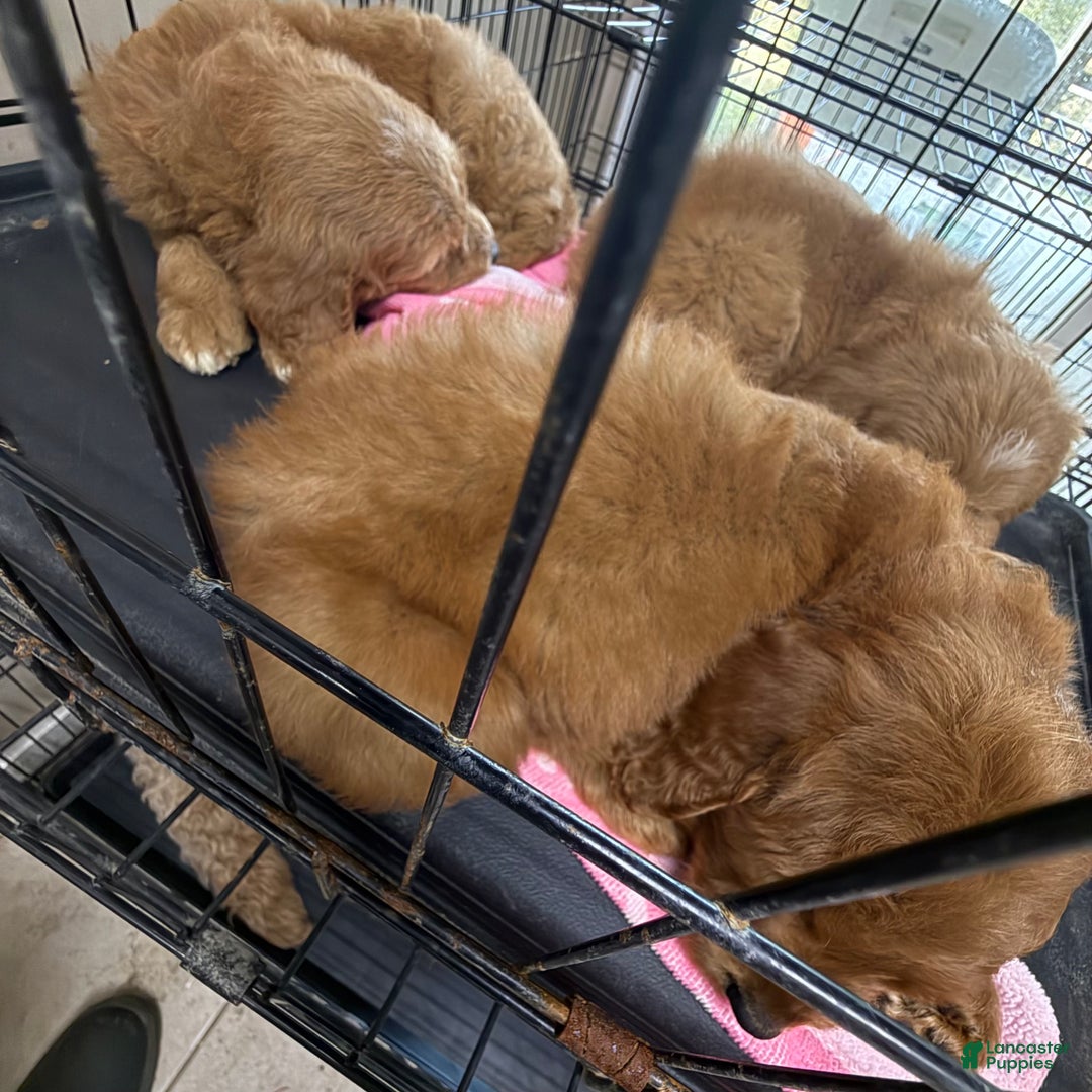 Goldendoodle dogs for sale: Pongo - Ad 4