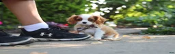 Cavalier King Charles Spaniel dogs for sale: Gus - Ad 11