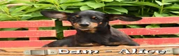 Miniature Dachshund dogs for sale: Jewel - Ad 10