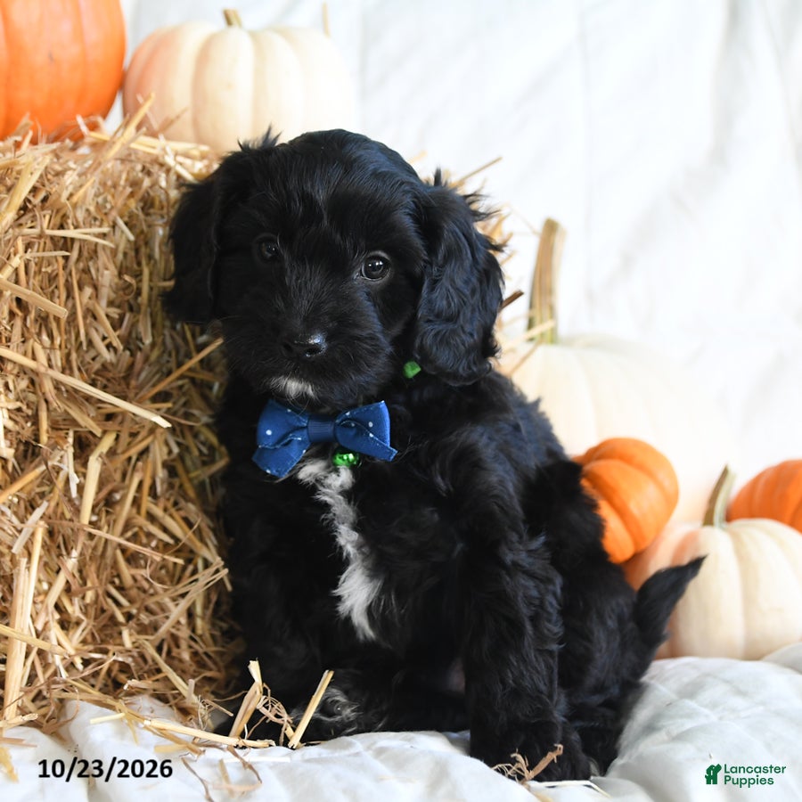 Cavapoo dogs for sale: Bear - Ad 2