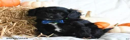 Cavapoo dogs for sale: Bear - Ad 2