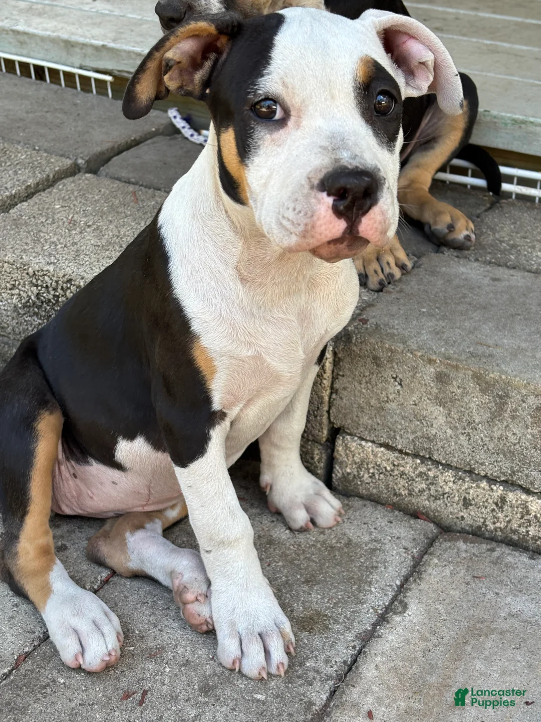 American Bully dogs for sale: American Bully Puppy 5 - Ad 1