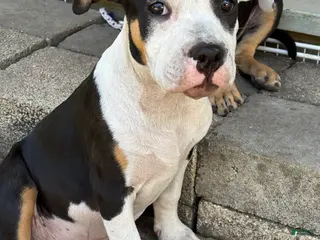 American Bully dogs American Bully Puppy 5 - Ad 30