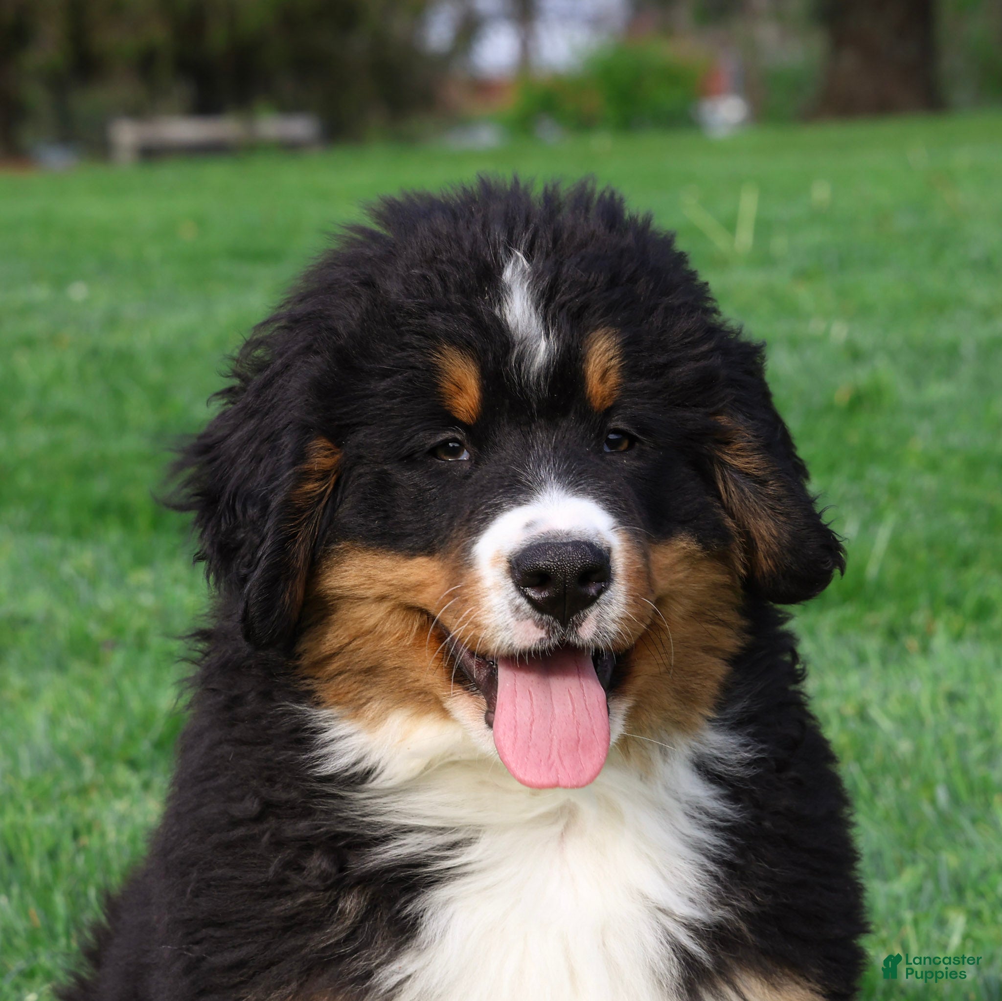 Bernese Mountain Dog dogs Rhett - Ad 1