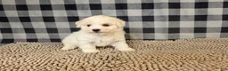 Bichon Frise dogs for sale: Len - Ad 4