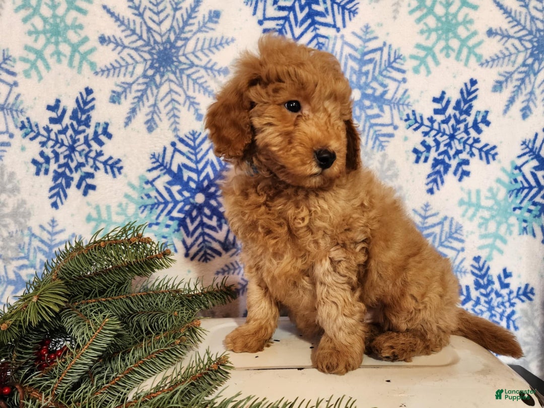 Mini Goldendoodle dogs for sale: Houston - Ad 11