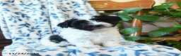 Havanese dogs for sale: Blackie - Ad 2