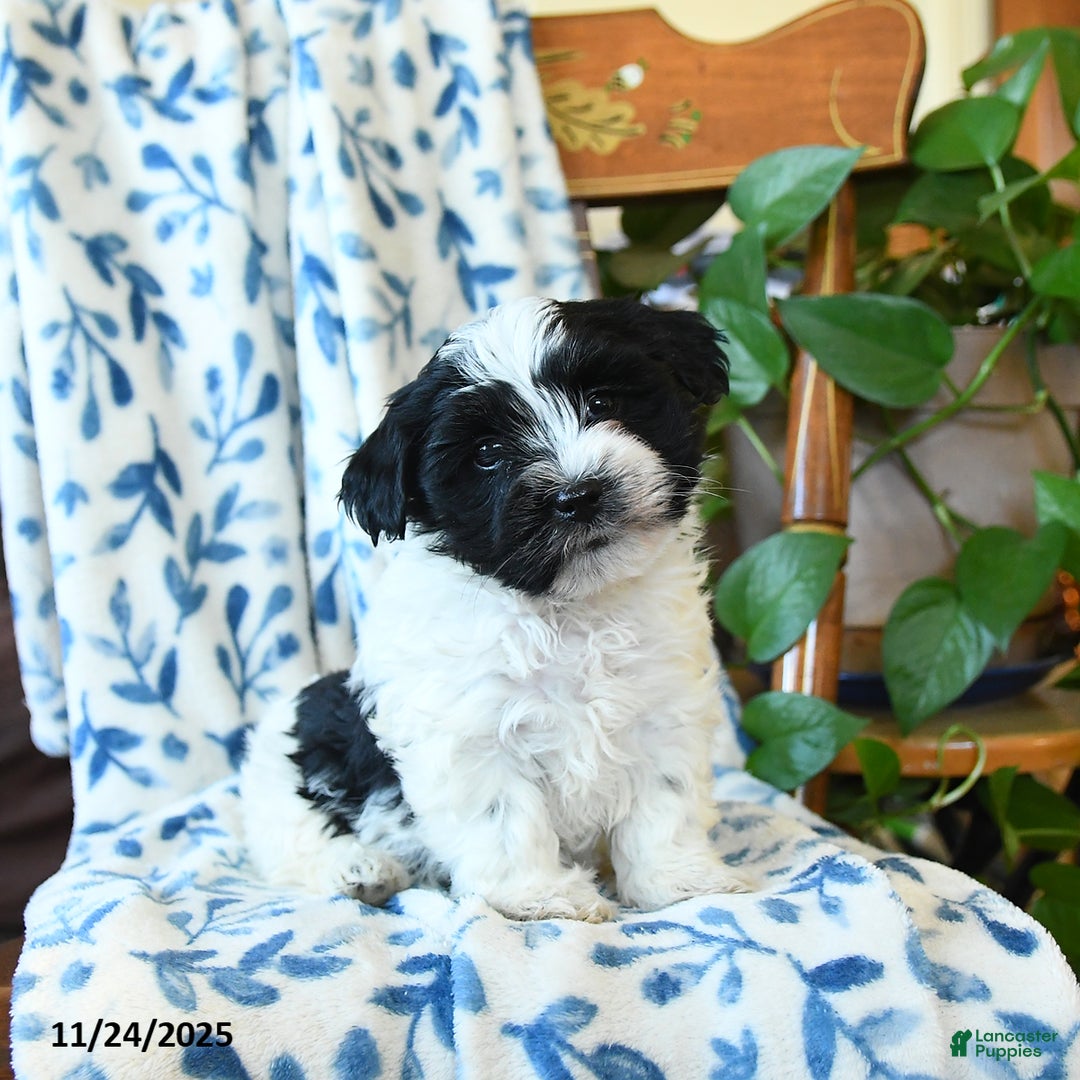 Havanese dogs for sale: Blackie - Ad 2