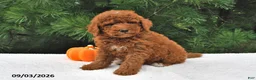 Mini Goldendoodle dogs for sale: Winston - Ad 3