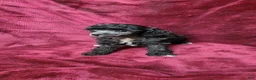 Toy Poodle dogs for sale: AKC Silver girl 2 - Ad 4