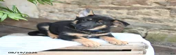German Shepherd dogs for sale: Nikki - Ad 5