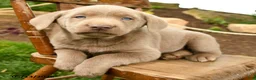 Labrador Retriever dogs for sale: Smokey - Ad 3