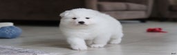Samoyed dogs for sale: June - Ad 13