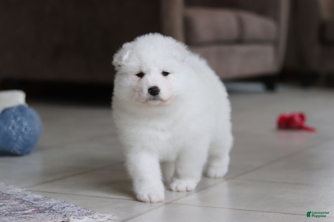 Samoyed dogs for sale: June - Ad 13